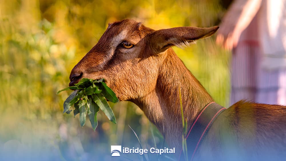 Alimentación de Ganado Caprino: Consejos para una Nutrición Saludable Goat Nutrition: Tips for a Healthy Diet