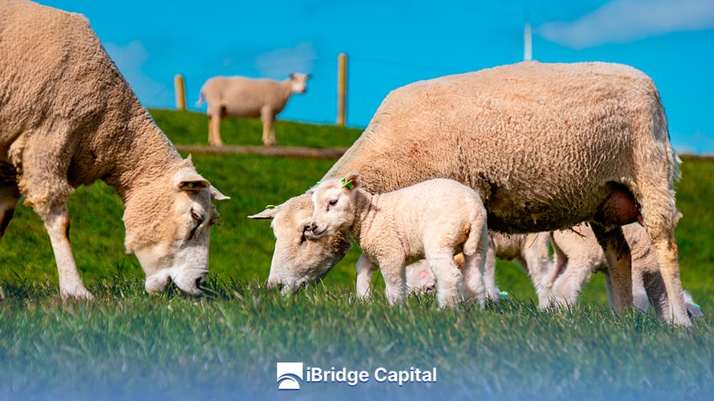 Alimentación de ovejas lactantes: claves y consejos Feeding Lactating Ewes: A Complete Guide for Producers