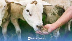 Harina de Alfalfa: Cómo Mejorar la Dieta de tus Animales Alfalfa Meal: How to Improve Your Animals’ Diet