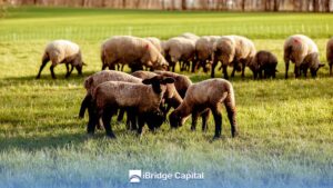 Pastoreo Intensivo en Ovinos: Técnicas Eficientes para Mayor Producción Intensive Sheep Grazing: Efficient Techniques for Increased Production