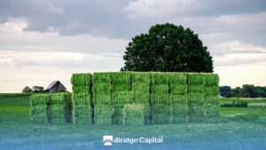 Más Horas de Trabajo, Menos Productividad: La Trampa del Forrajero Argentino More Working Hours, Less Productivity: The Trap of the Argentine Forage Producer