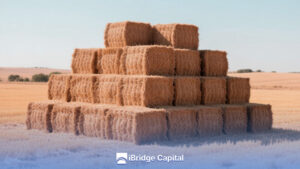 El precio de exportación del heno alfalfa que nunca llega, baja calidad que cierra puertas - The export price of alfalfa hay that never arrives, low quality that closes doors