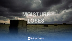Hay Moisture Losses: Critical Thresholds, Drying Protocol, and Prevention