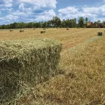 Small Bales AlfalfaExport-Ready Logistics from the Heart of Argentina