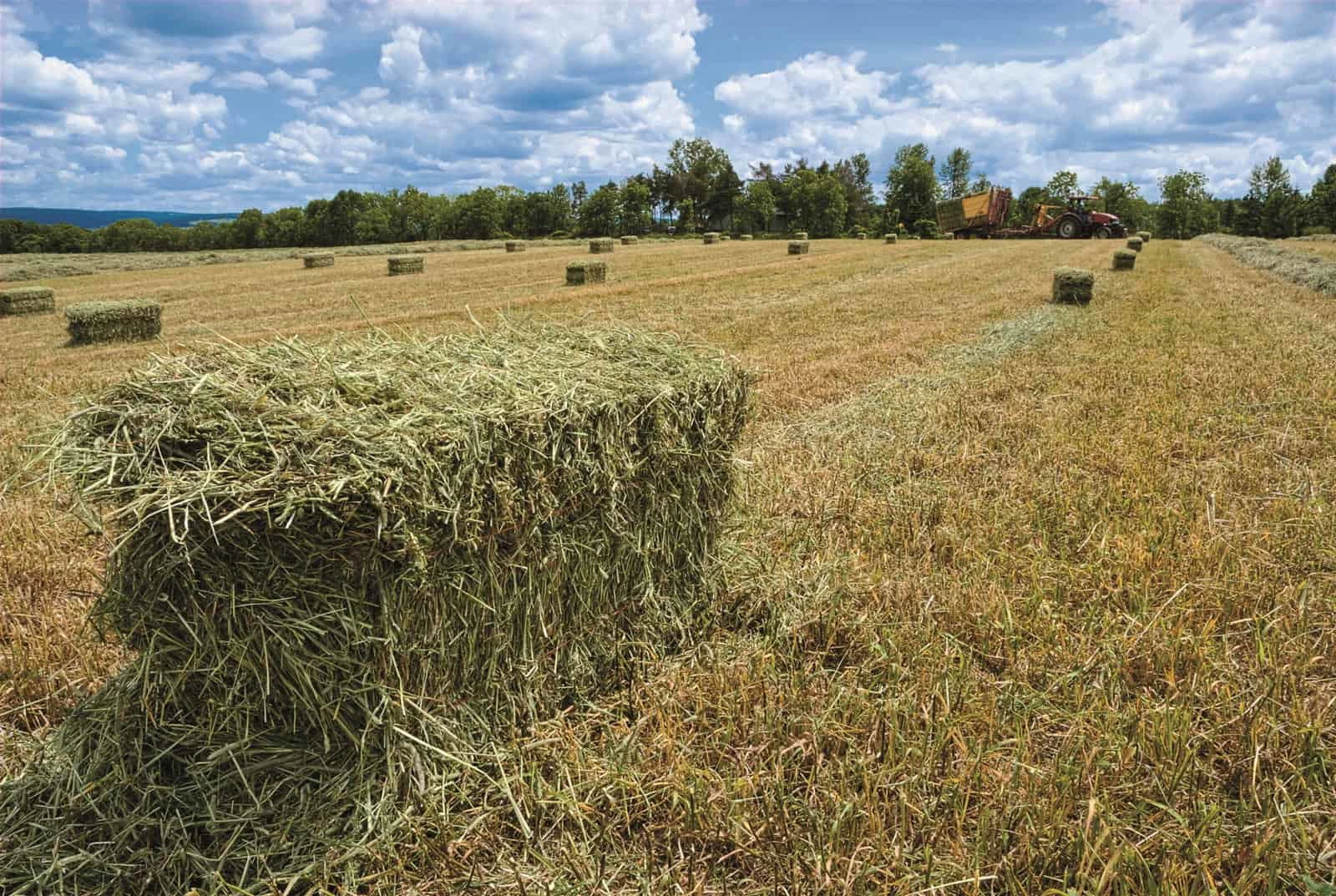Small Bales AlfalfaExport-Ready Logistics from the Heart of Argentina